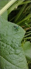 Condylostylus occidentalis