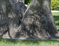 Beaucarnea recurvata