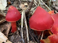 Hygrocybe splendidissima
