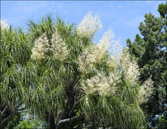 Beaucarnea recurvata