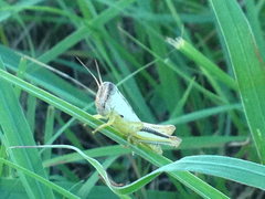 Phoetaliotes nebrascensis