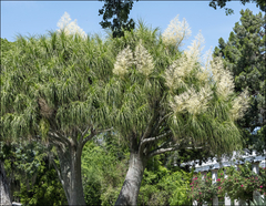 Beaucarnea recurvata