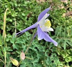 Aquilegia coerulea coerulea