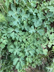 Aquilegia coerulea coerulea