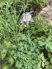 Aquilegia coerulea coerulea