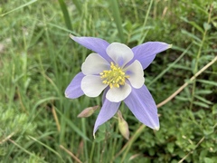 Aquilegia coerulea coerulea