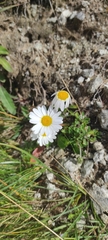 Leucanthemopsis