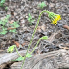 Arnica parryi