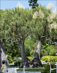 Beaucarnea recurvata