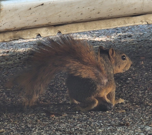 Eastern Fox Squirrel photographed in Oklahoma
