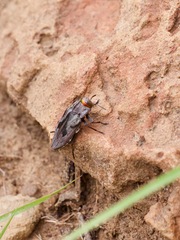 Chrysobothris quadrilineata
