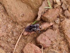 Chrysobothris quadrilineata
