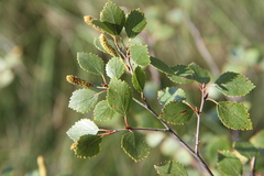 Betula × intermedia