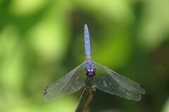 Trithemis furva