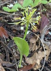 Malaxis novogaliciana