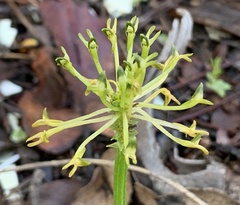 Malaxis novogaliciana