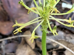 Malaxis novogaliciana