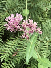 Asclepias rubra