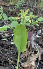 Malaxis novogaliciana