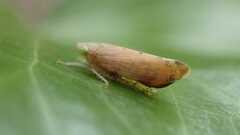 Synophropsis lauri