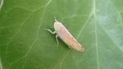 Synophropsis lauri