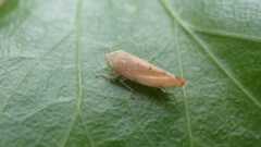 Synophropsis lauri