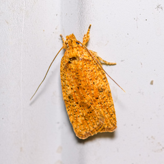 Agonopterix robiniella