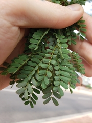 Parkinsonia praecox