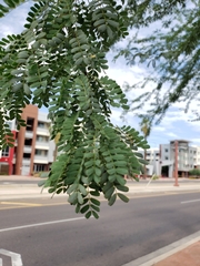 Parkinsonia praecox