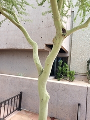 Parkinsonia praecox