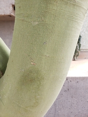 Parkinsonia praecox