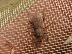 Tanymecus lacaena