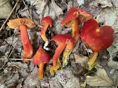 Hygrocybe splendidissima