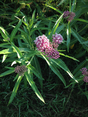 Asclepias incarnata incarnata
