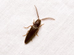 Dicrepidius corvinus