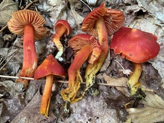 Hygrocybe splendidissima