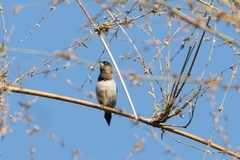Lonchura striata acuticauda