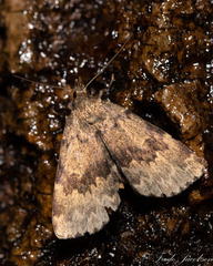 Idia denticulalis