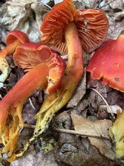Hygrocybe splendidissima
