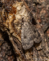 Parahypenodes quadralis