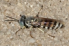 Microbembex monodonta