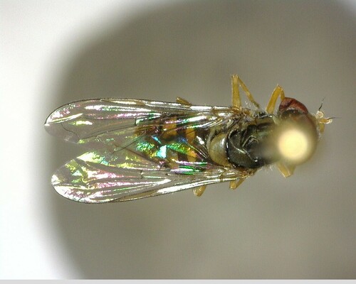 iNaturalist observation photo of Margined Calligrapher