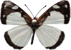 Dynamine agacles agacles