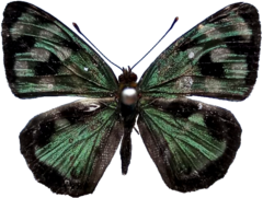 Dynamine postverta postverta