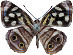 Dynamine postverta postverta