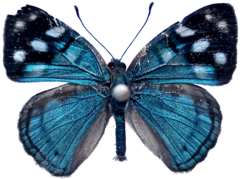 Dynamine tithia tithia