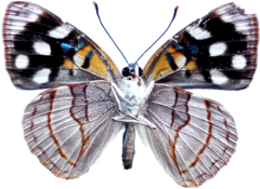 Dynamine tithia tithia