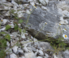 Tanacetum leptophyllum