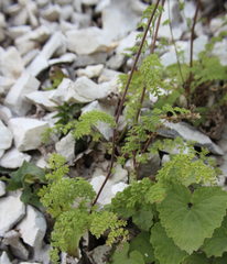 Tanacetum leptophyllum