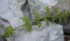 Tanacetum leptophyllum